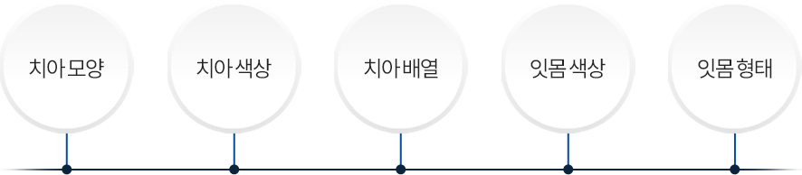 치아모앙/치아색상/치아배열/잇몸색상/잇몸형태