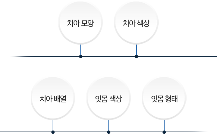 치아모앙/치아색상/치아배열/잇몸색상/잇몸형태